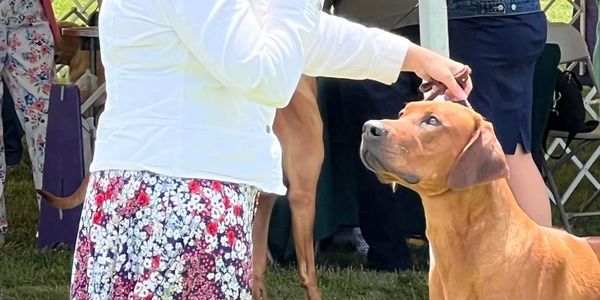 Avelyn Kennels
